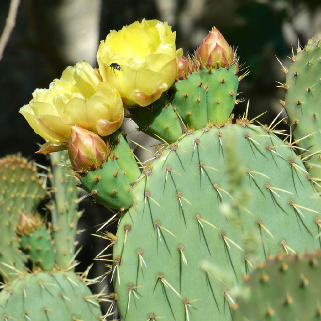 Opuntia scheeri - Feigenkaktus