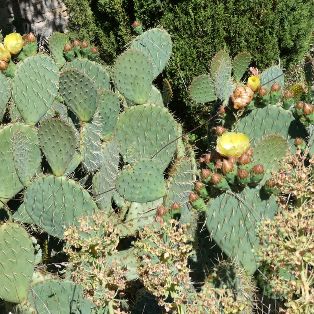 Opuntia scheeri - Feigenkaktus