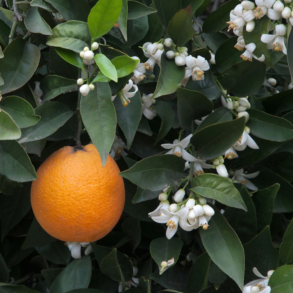 Orange Oranger - Citrus sinensis