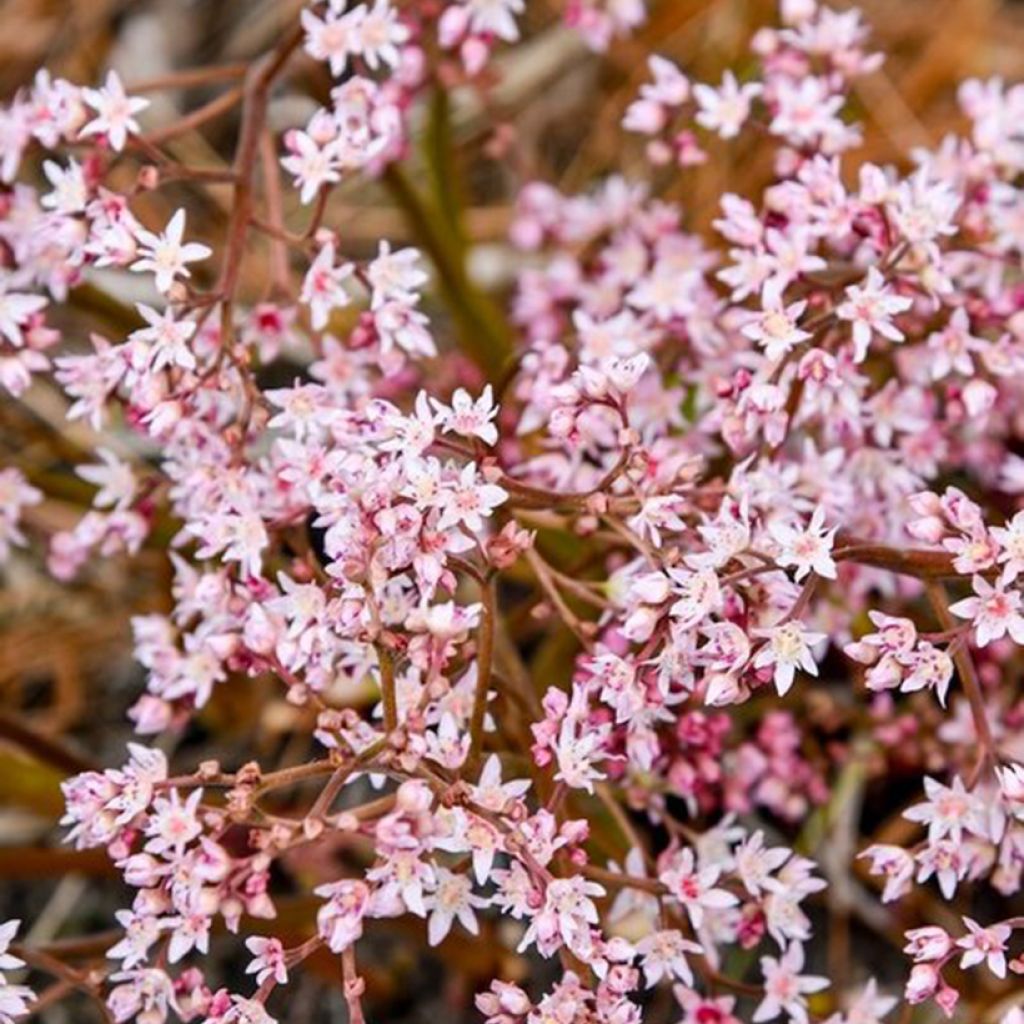 Oredenia Fusion of Fire