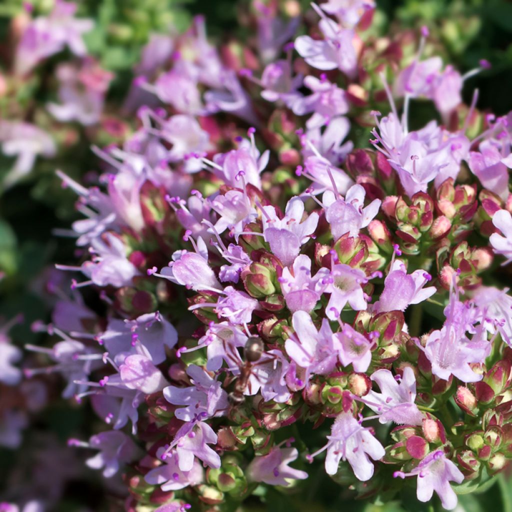 Gewöhnlicher Dost Compactum Bio - Origanum vulgare