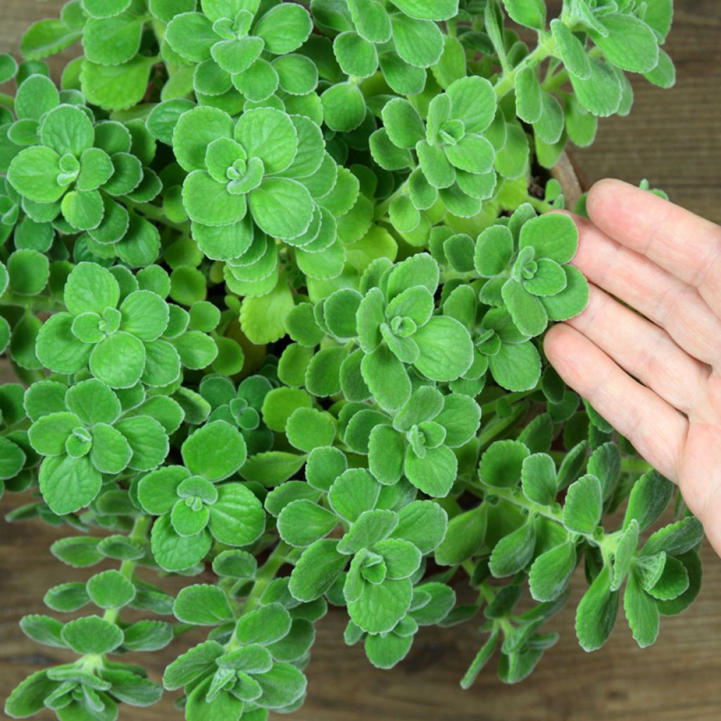 Jamaika-Thymian - Plectranthus amboinicus