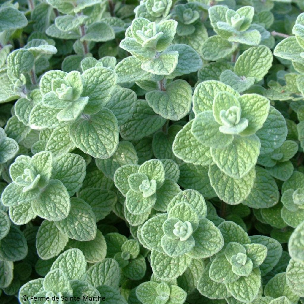 Libanesischer Oregano - Origanum libanoticum