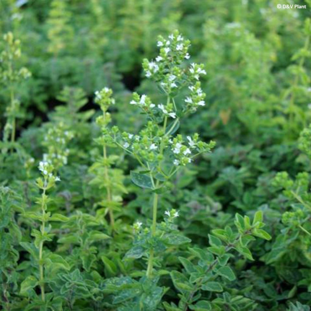 Griechischer Oregano - Origanum heracleoticum