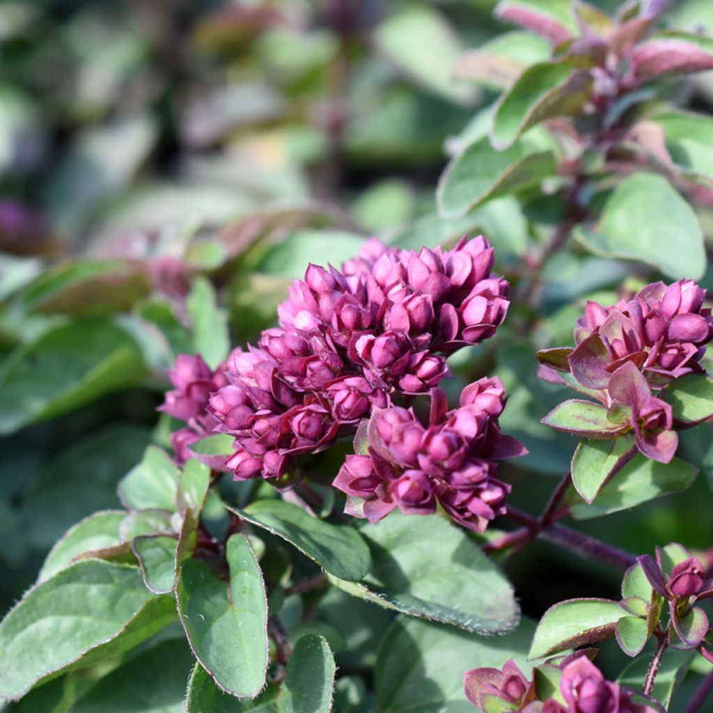 Origanum hybride Rosenkuppel, Origan, Marjolaine