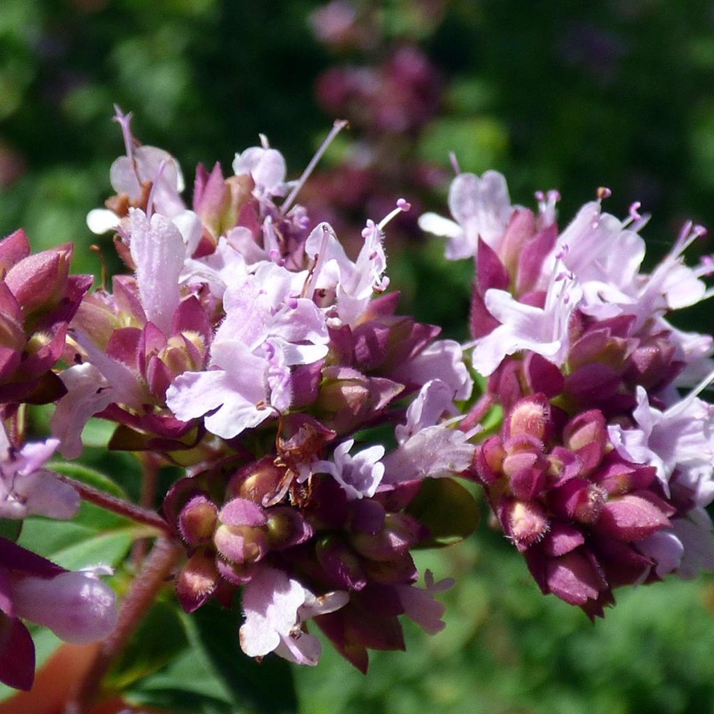 Marjolaine pizza - Origanum majorana en plant