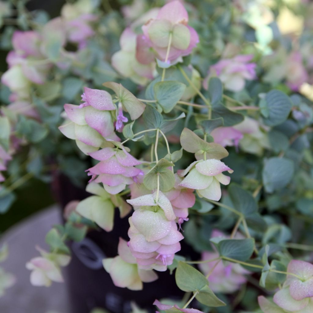 Rundblättriger Dost Kent Beauty - Origanum rotundifolium