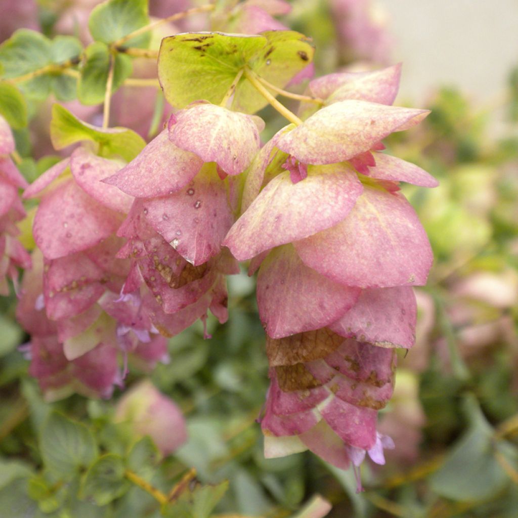 Rundblättriger Dost Kent Beauty - Origanum rotundifolium