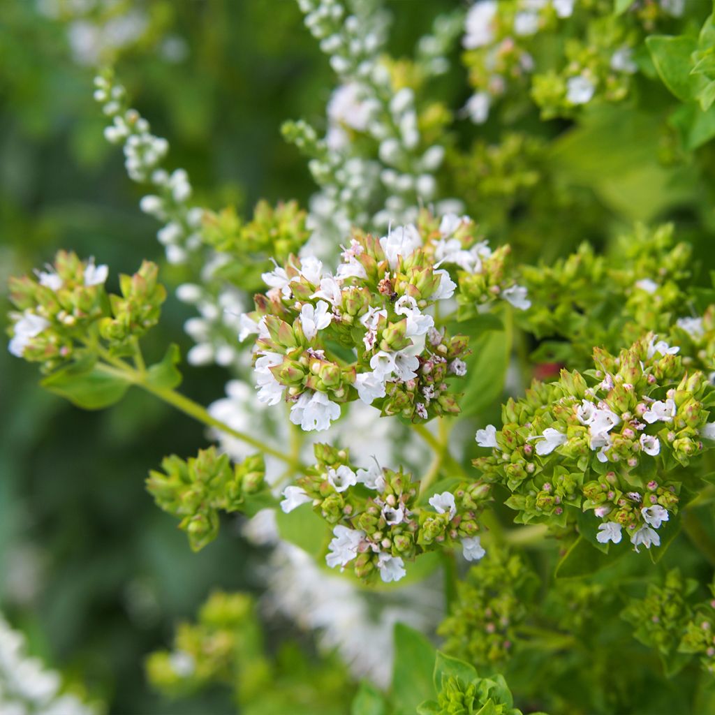 Origanum vulgare Thumbles Variety - Origan commun doré