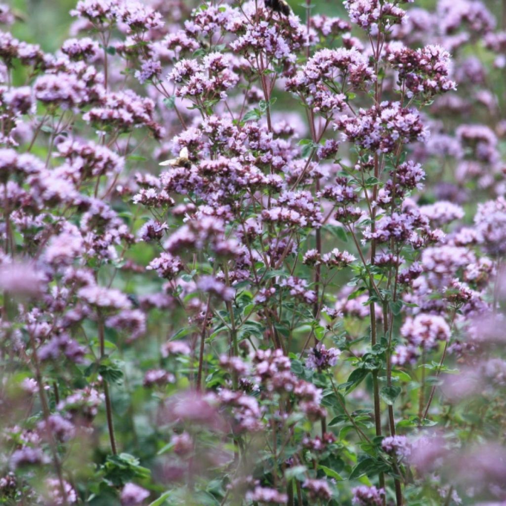 Gewöhnlicher Dost Compactum - Origanum vulgare