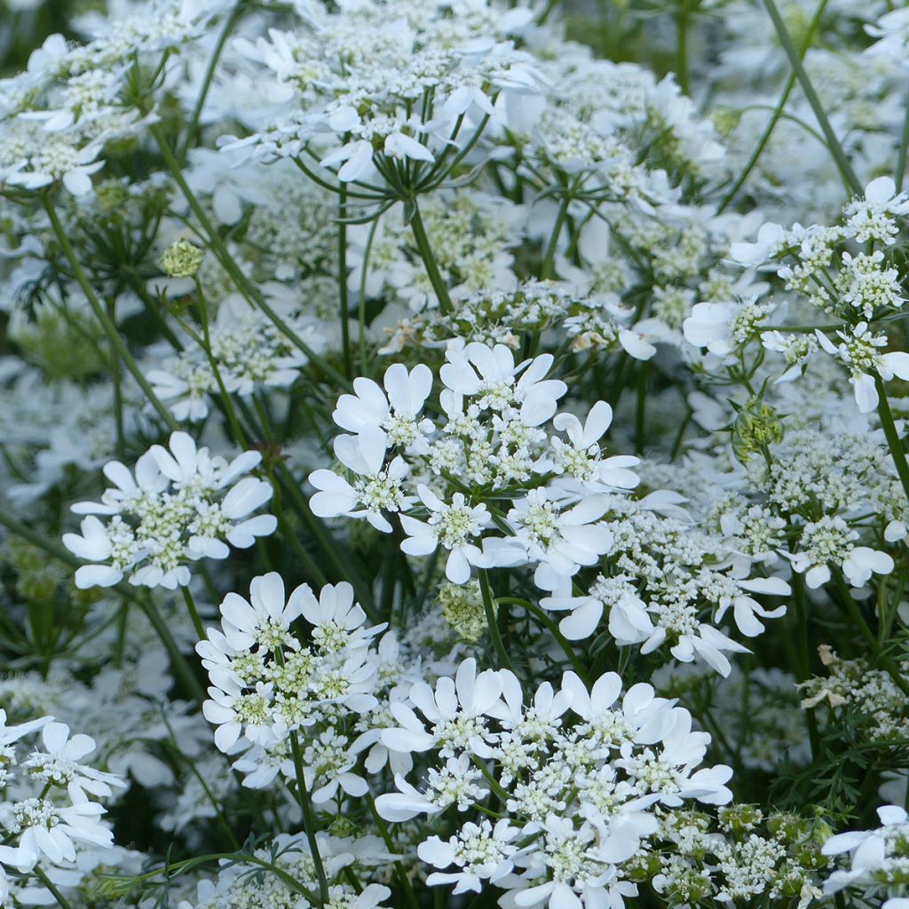 Orlaya grandiflora (Samen) - Strahlen-Breitsame