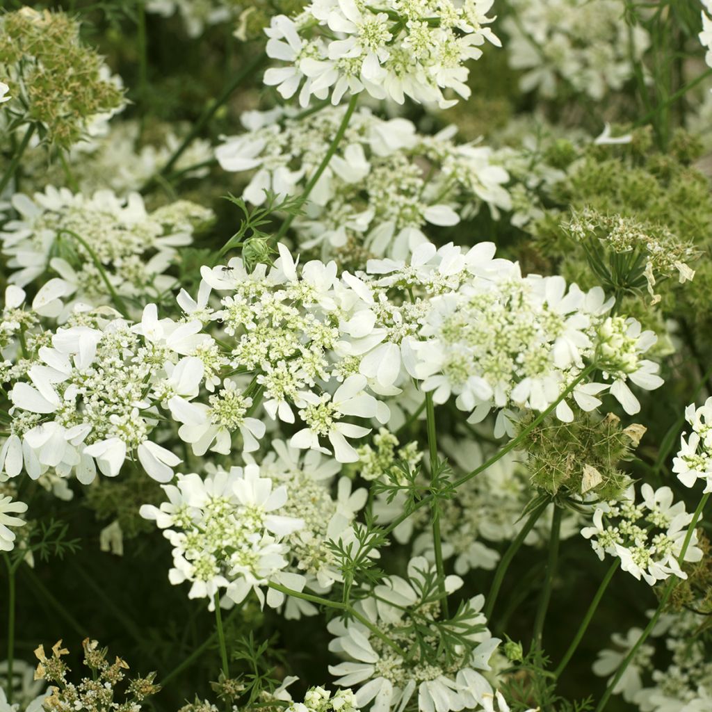 Orlaya grandiflora (Samen) - Strahlen-Breitsame