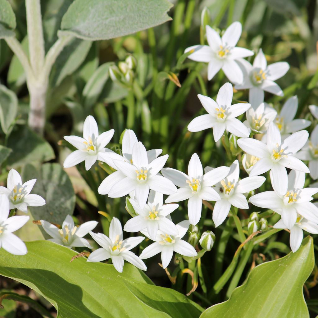 Ornithogale umbellatum - Dame d'onze heures