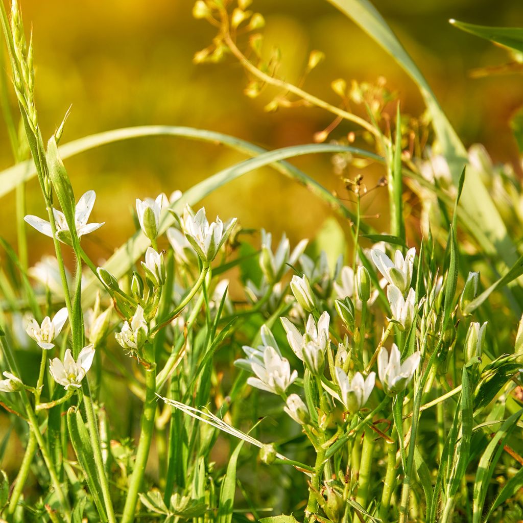 Ornithogale umbellatum - Dame d'onze heures