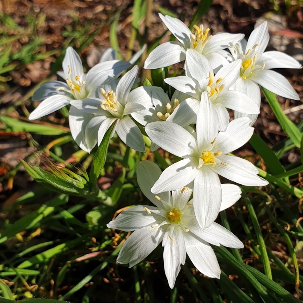 Ornithogalum oligophyllum White Trophy - Ornithogale