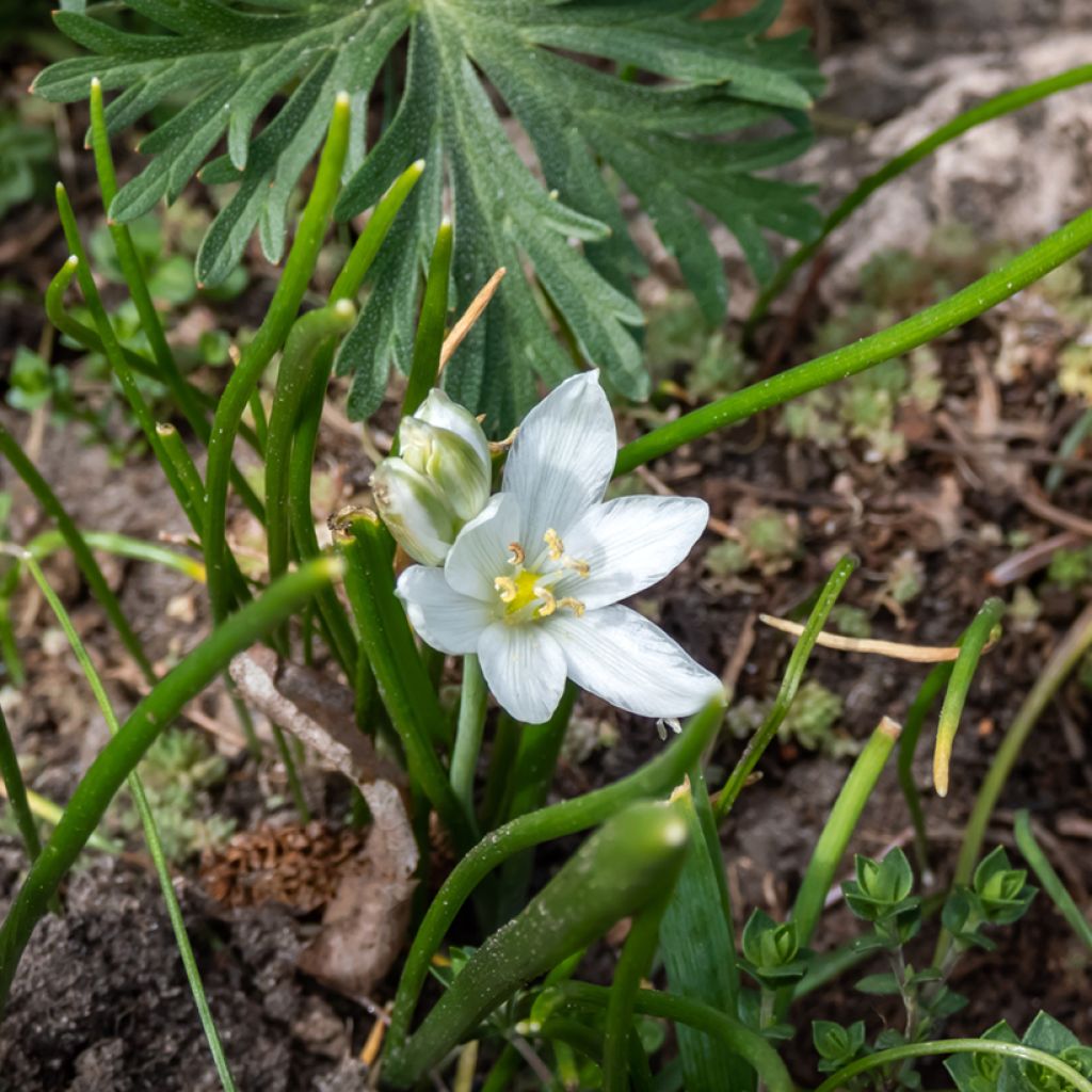 Ornithogalum oligophyllum White Trophy - Ornithogale