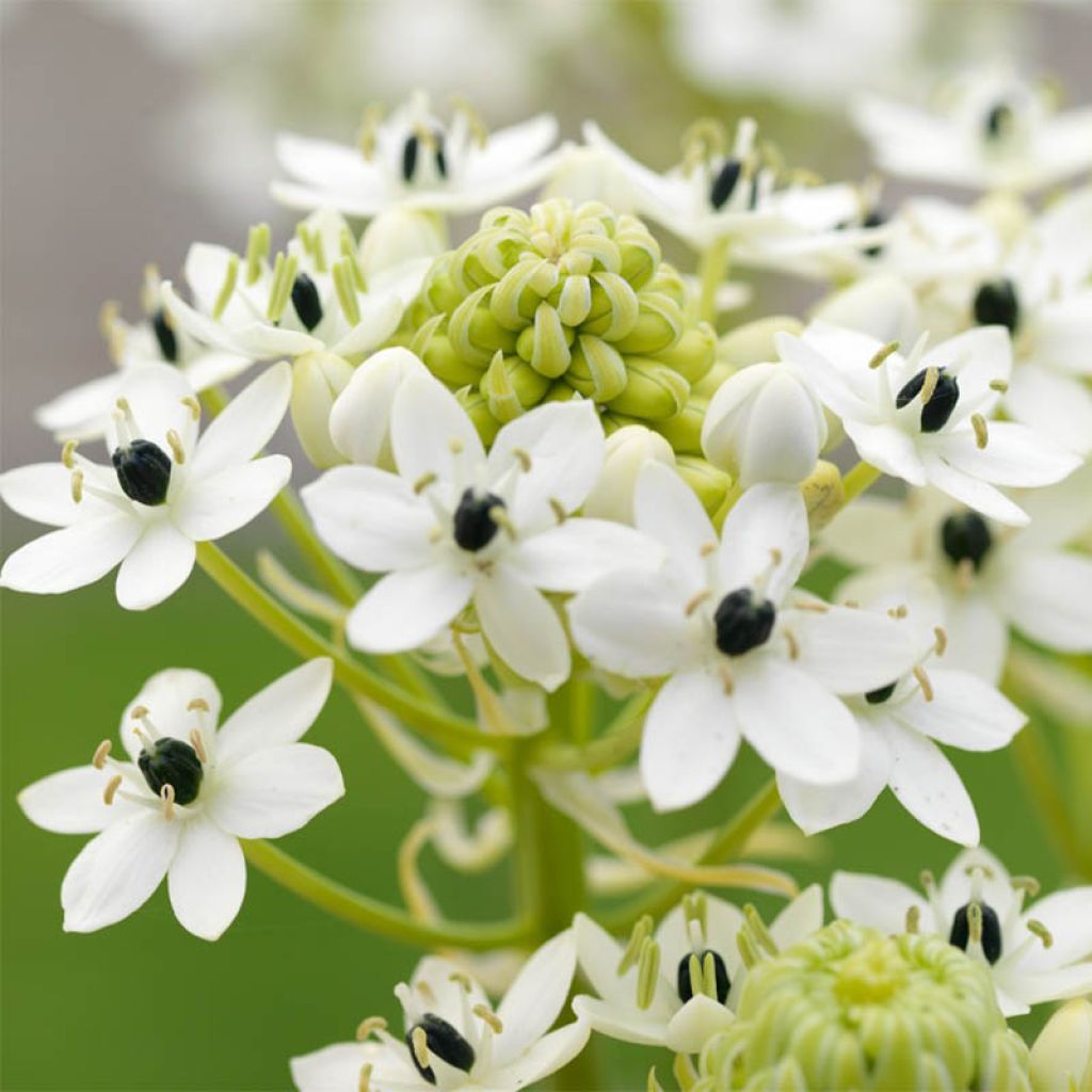 Ornithogalum saundersiae - Zapfenkopf