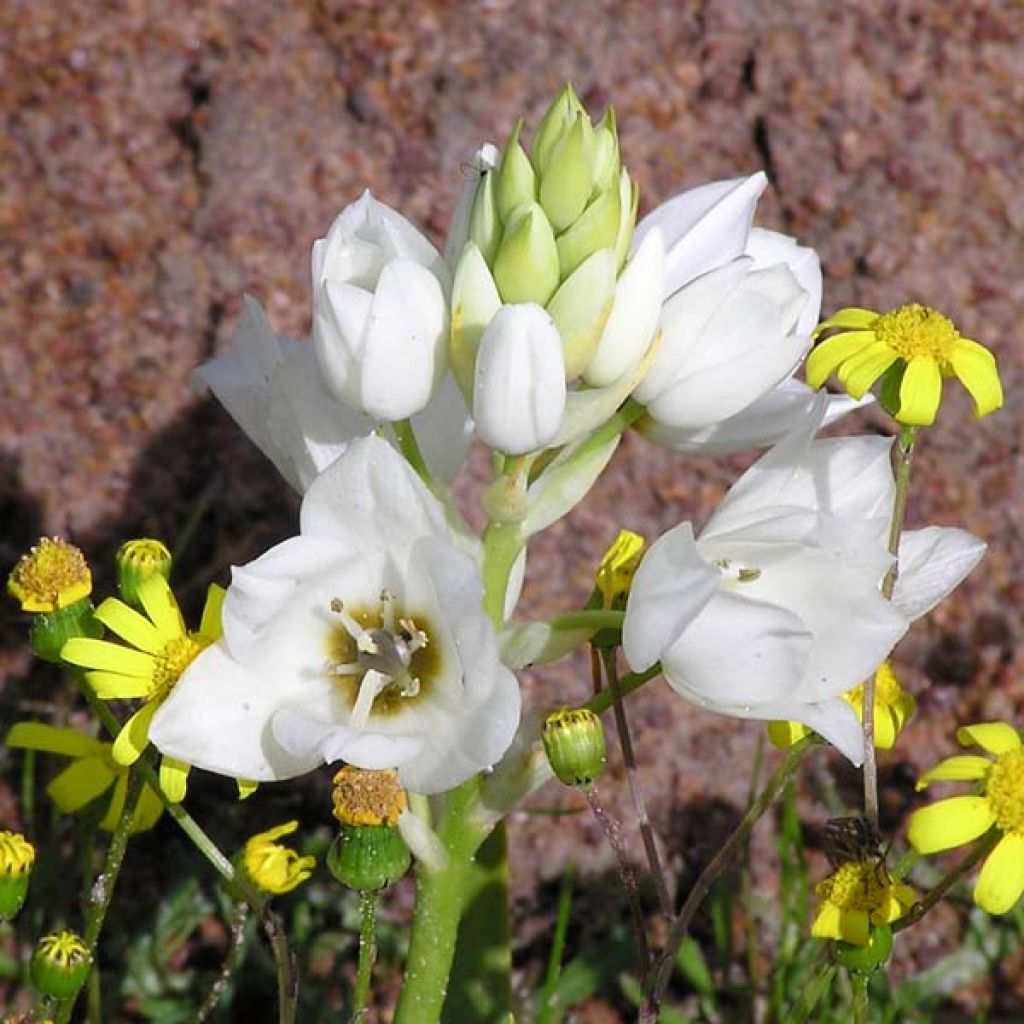 Ornithogalum Thyrsoide, ornithogale