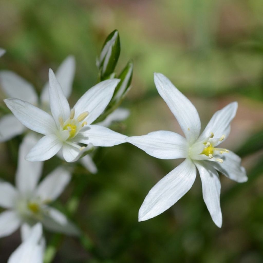 Ornithogale, Ornithogalum umbellatum