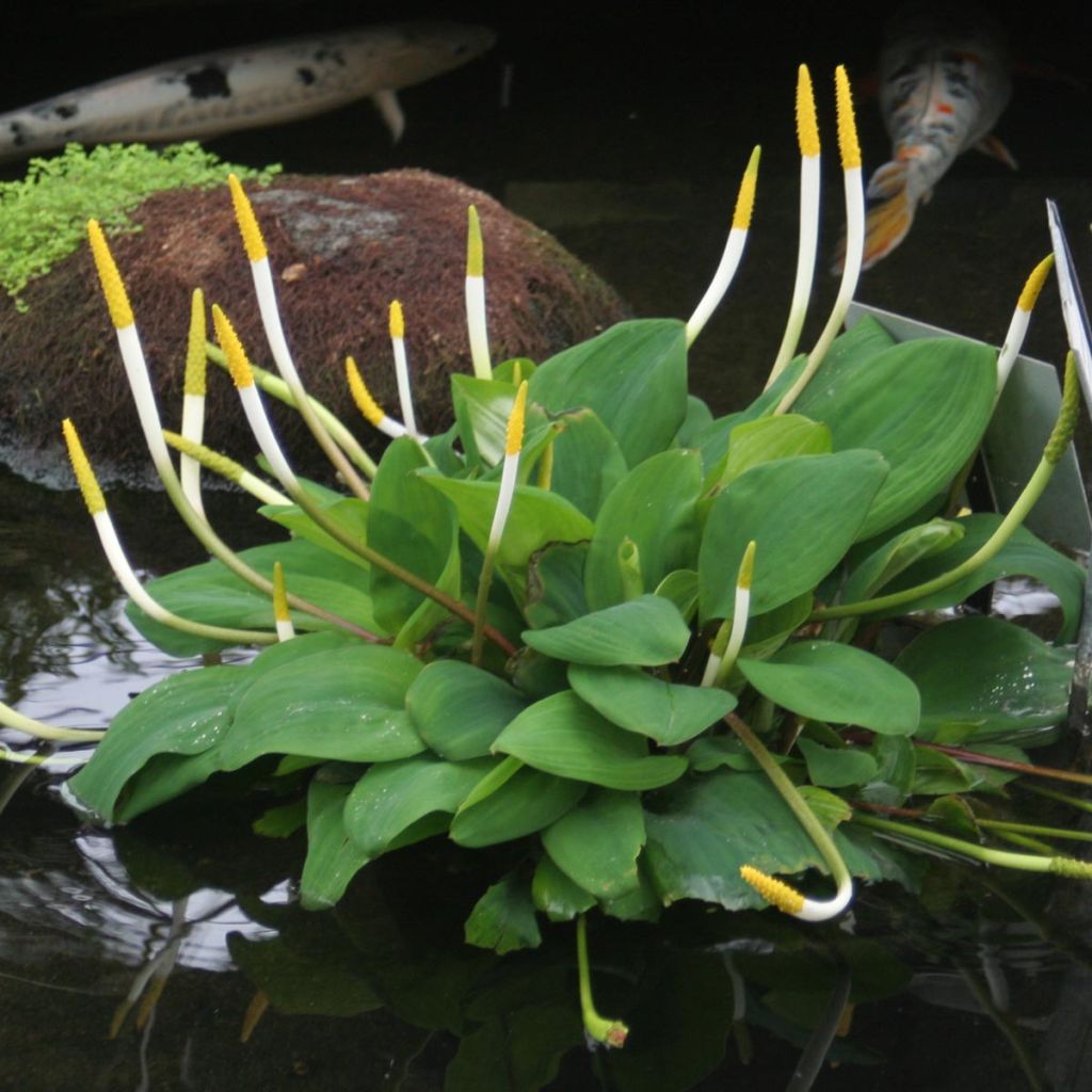 Orontium aquaticum - Goldkeule