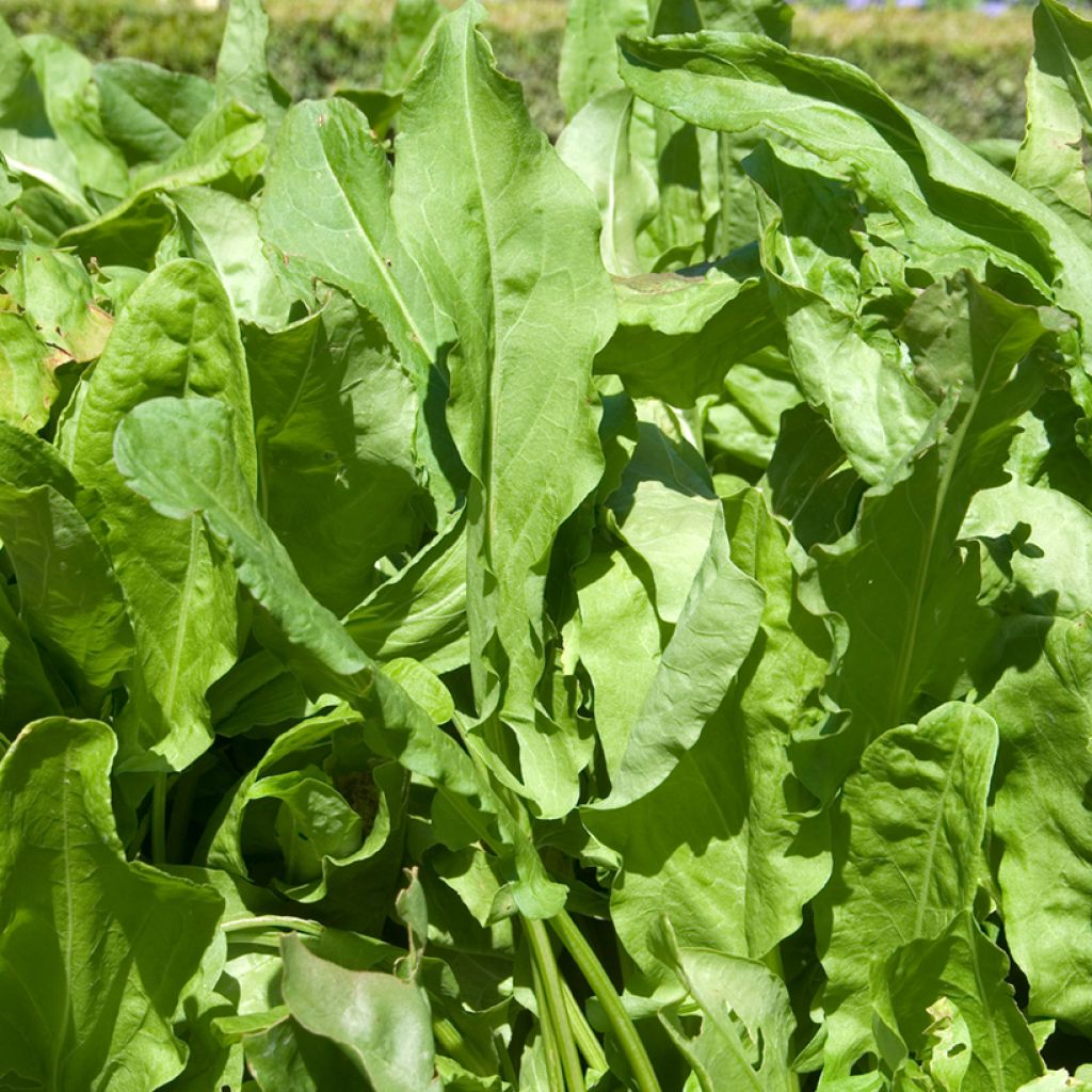 Ampfer Large de Belleville - Vilmorin - Rumex acetosa