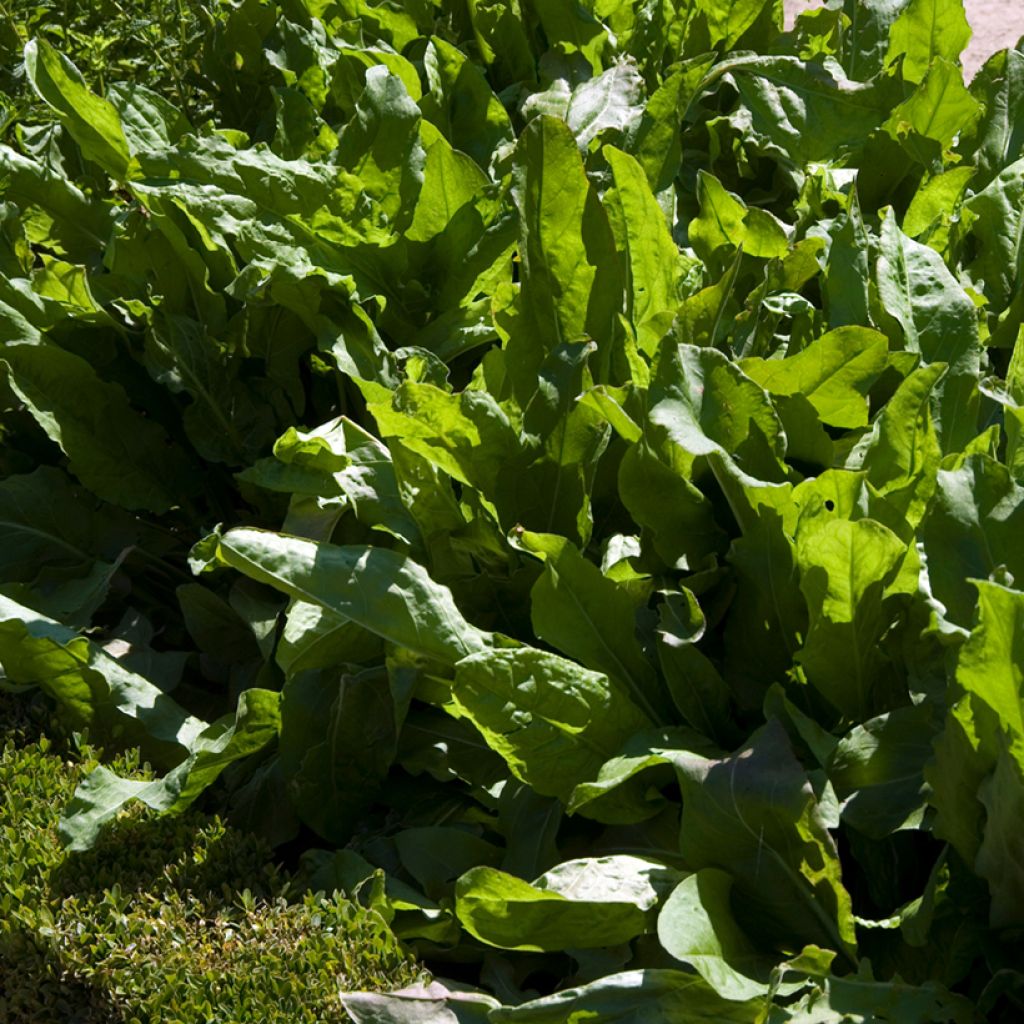 Ampfer Large de Belleville - Vilmorin - Rumex acetosa