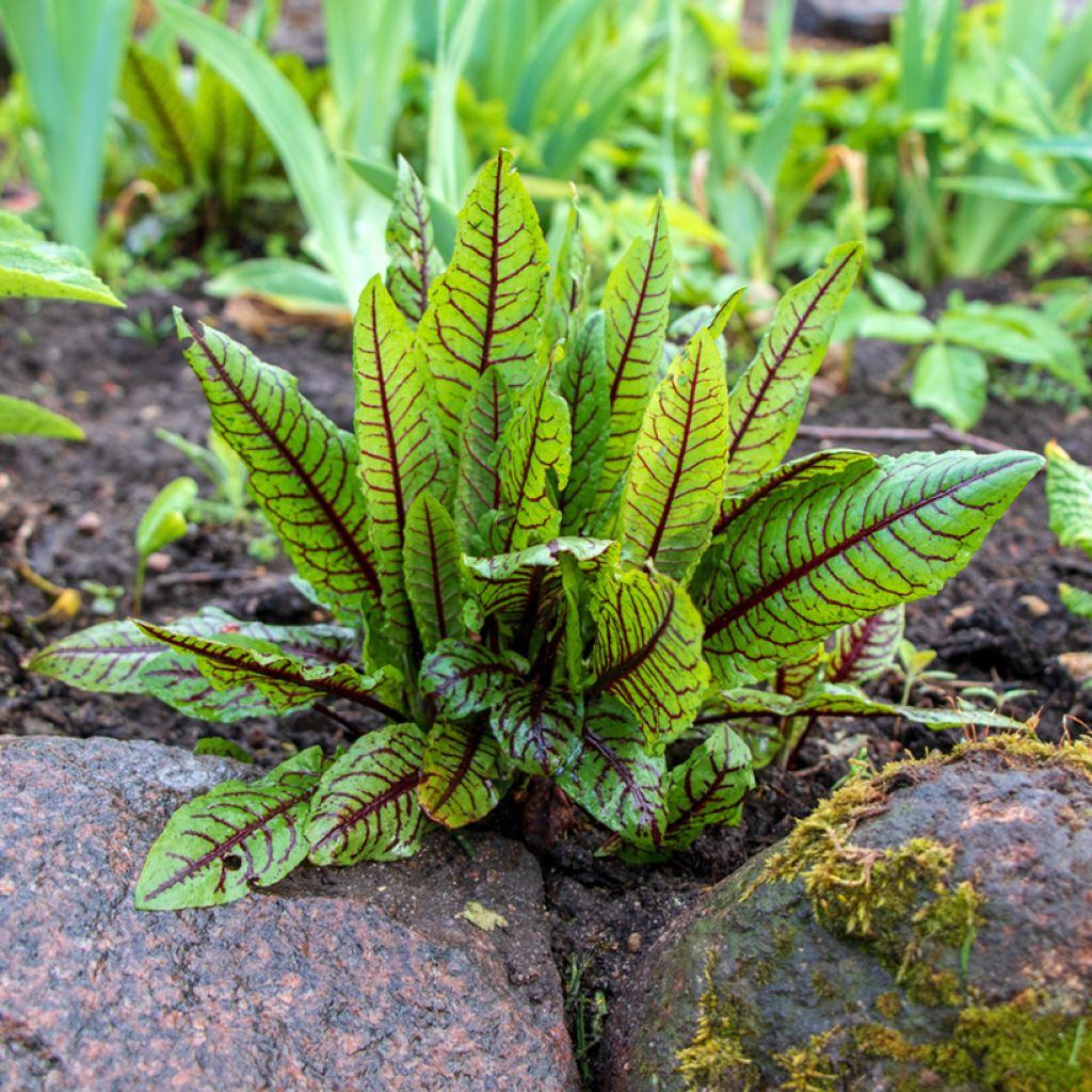 Ampfer Patience Des Bois - Rumex sanguineus