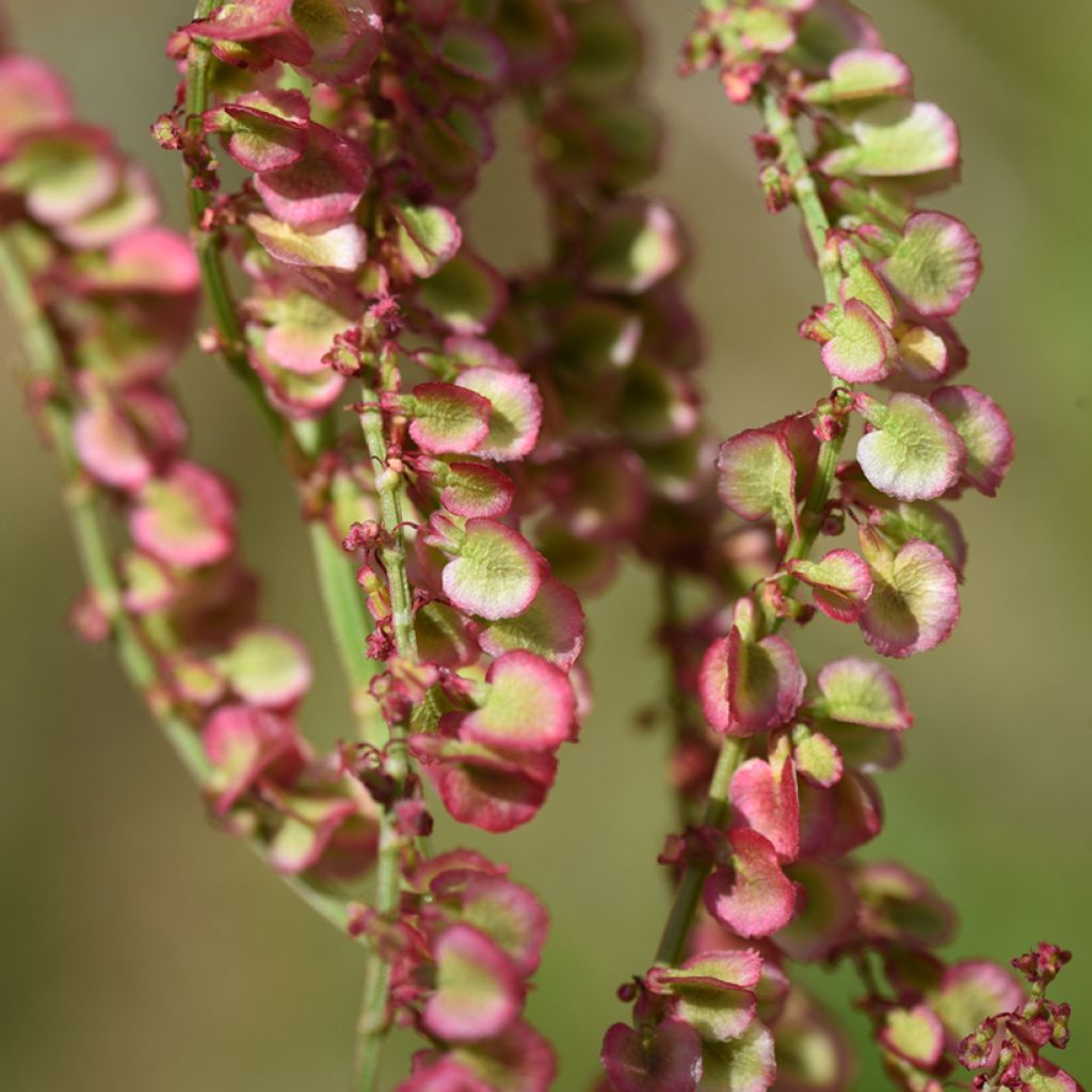 Ampfer (Samen) - Rumex acetosa