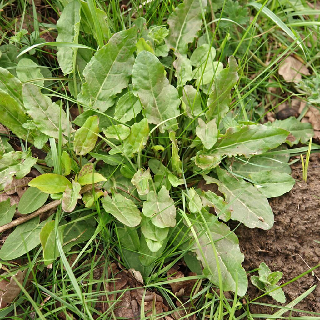 Ampfer (Samen) - Rumex acetosa