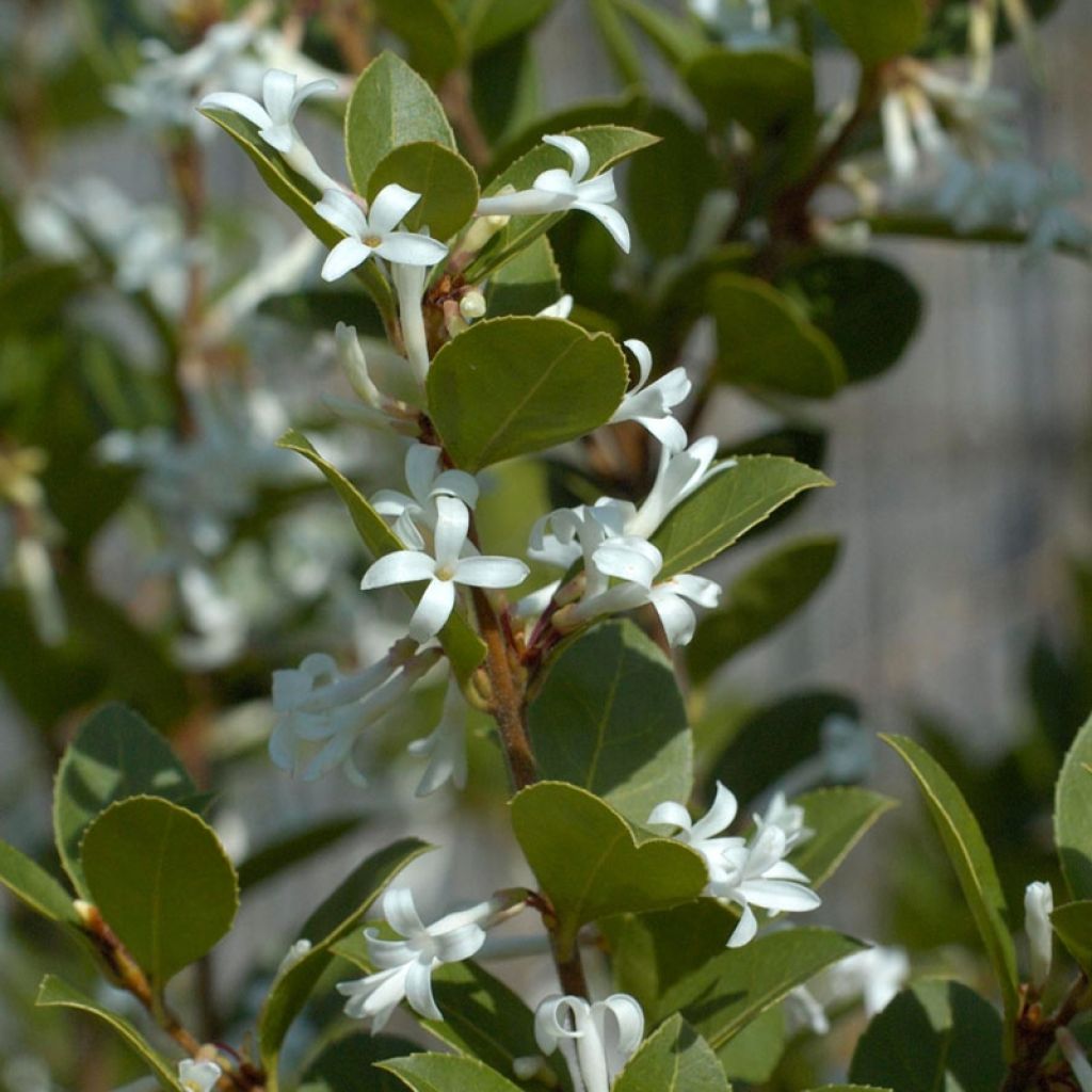 Delavays Duftblüte Heaven Scent - Osmanthus delavayi