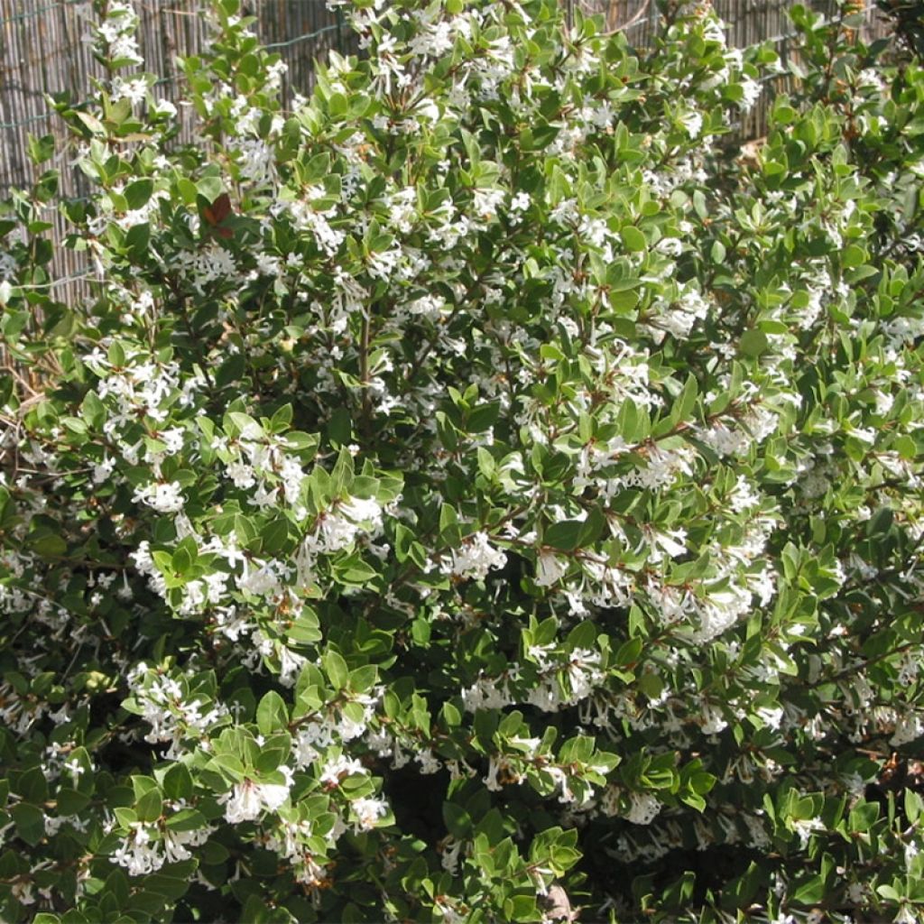 Osmanthus Heaven Scent - Osmanthe