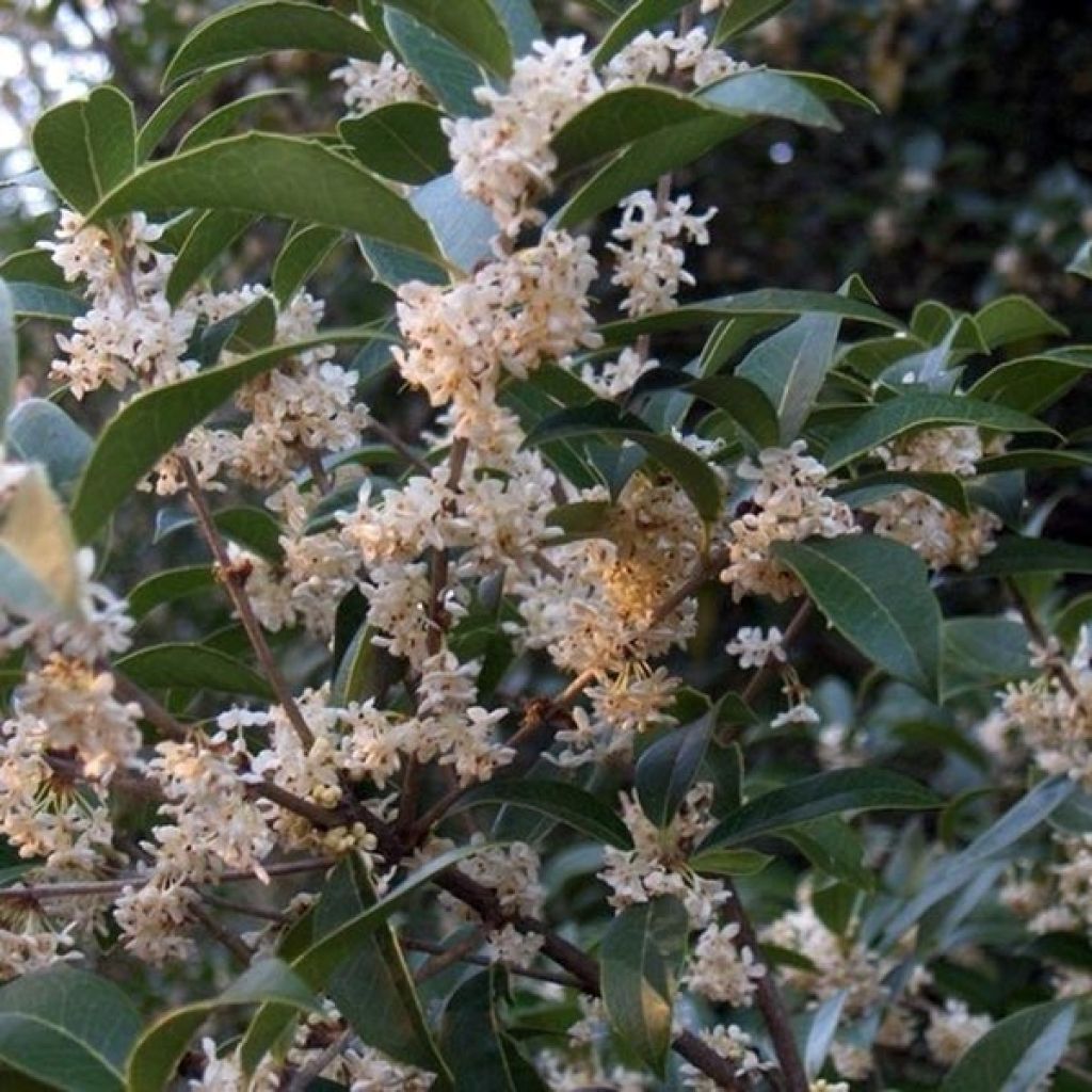 Duftblüte - Osmanthus fortunei