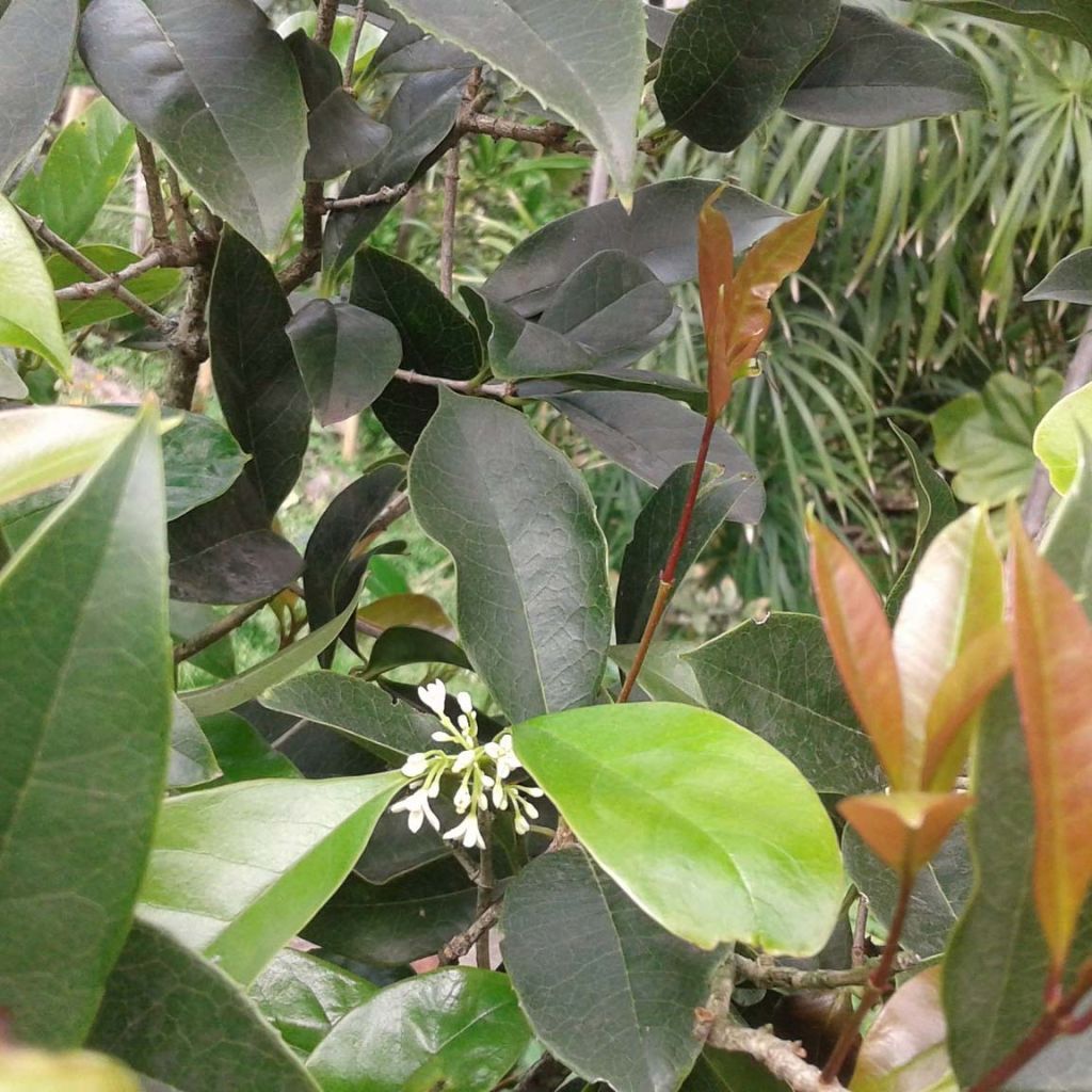 Süße Duftblüte - Osmanthus fragrans