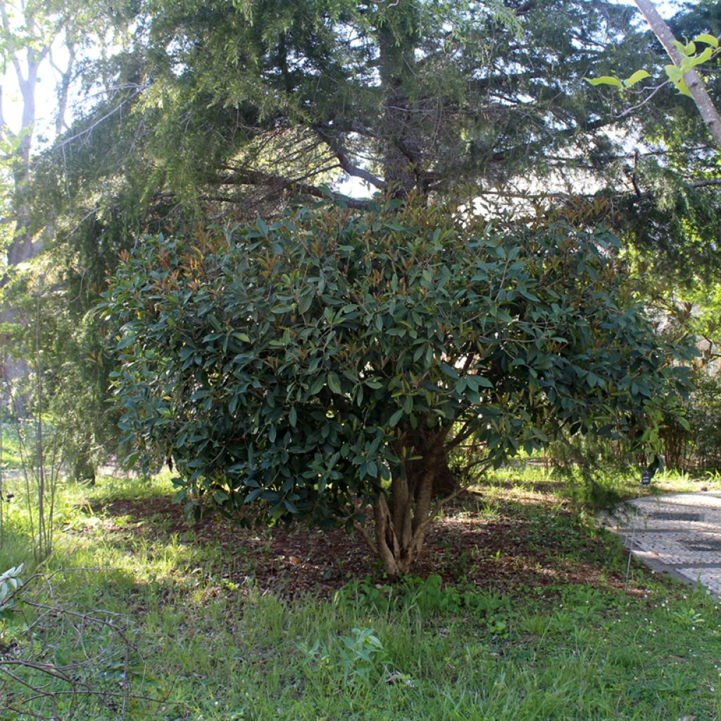 Süße Duftblüte - Osmanthus fragrans