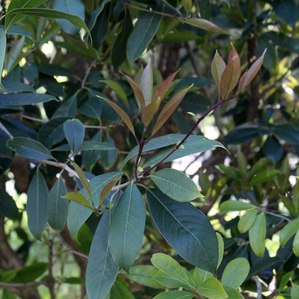 Süße Duftblüte - Osmanthus fragrans