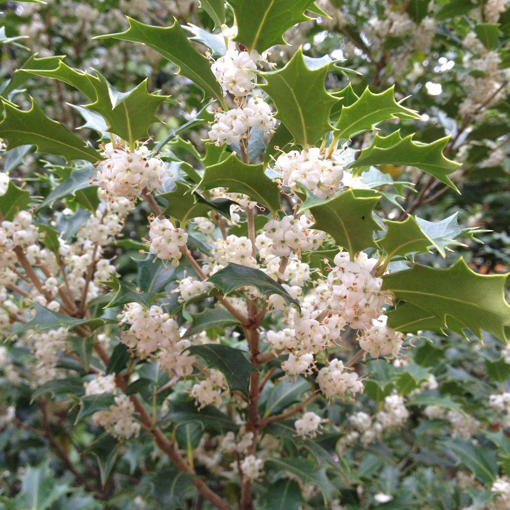 Stachelblättrige Duftblüte Gulftide - Osmanthus heterophyllus