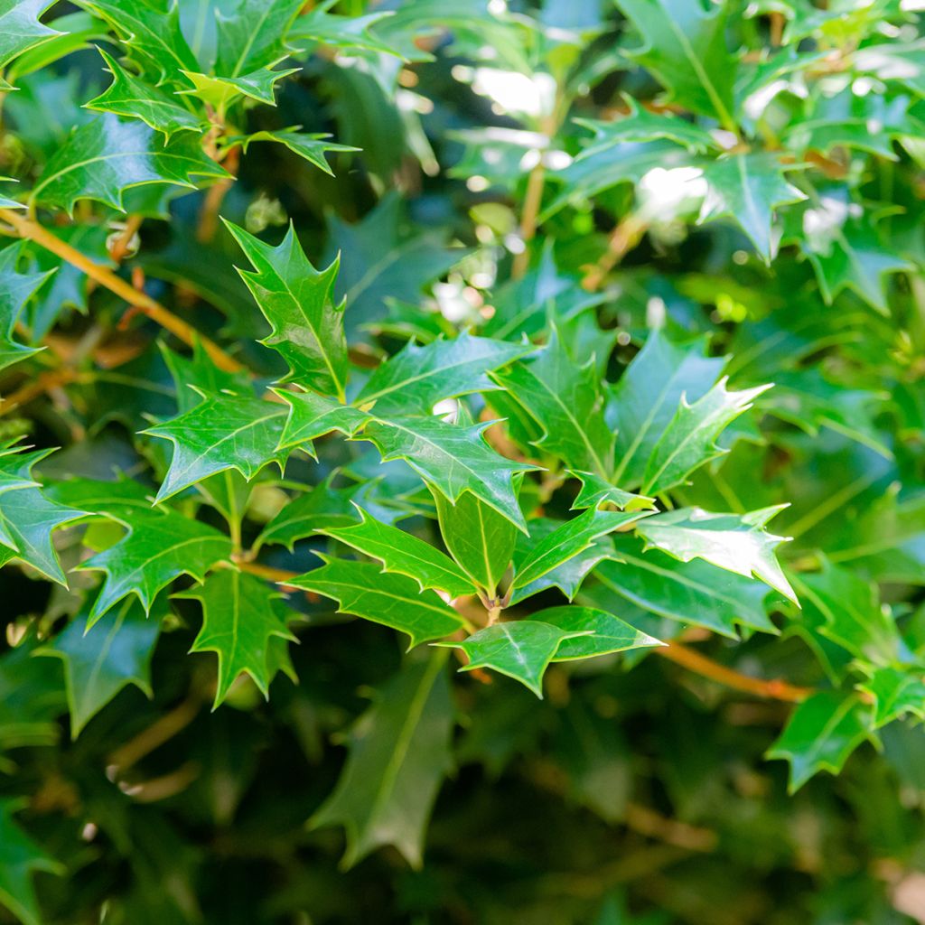 Stachelblättrige Duftblüte - Osmanthus heterophyllus