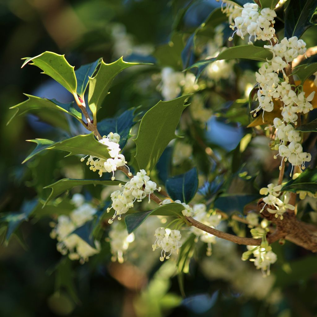 Stachelblättrige Duftblüte - Osmanthus heterophyllus