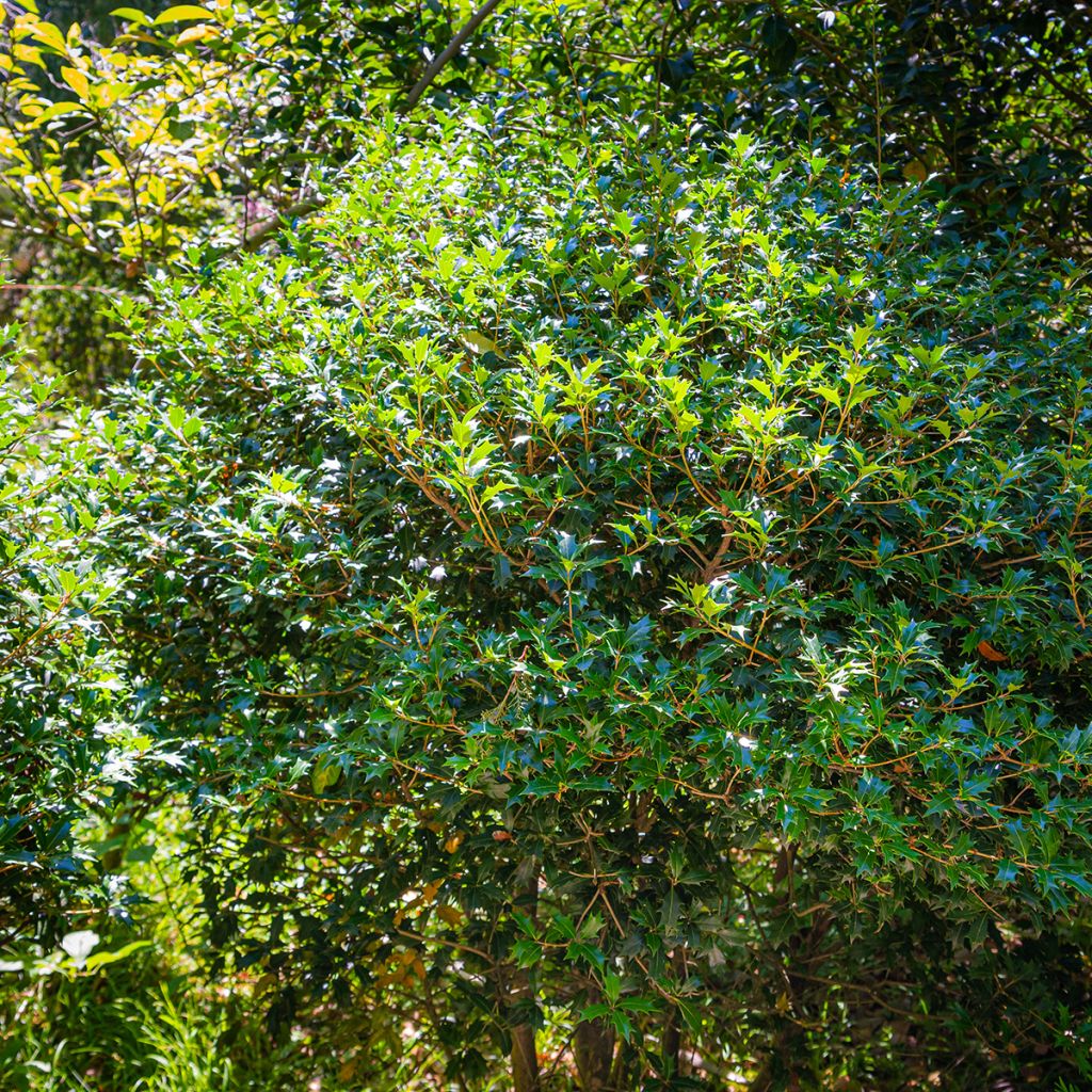 Stachelblättrige Duftblüte - Osmanthus heterophyllus