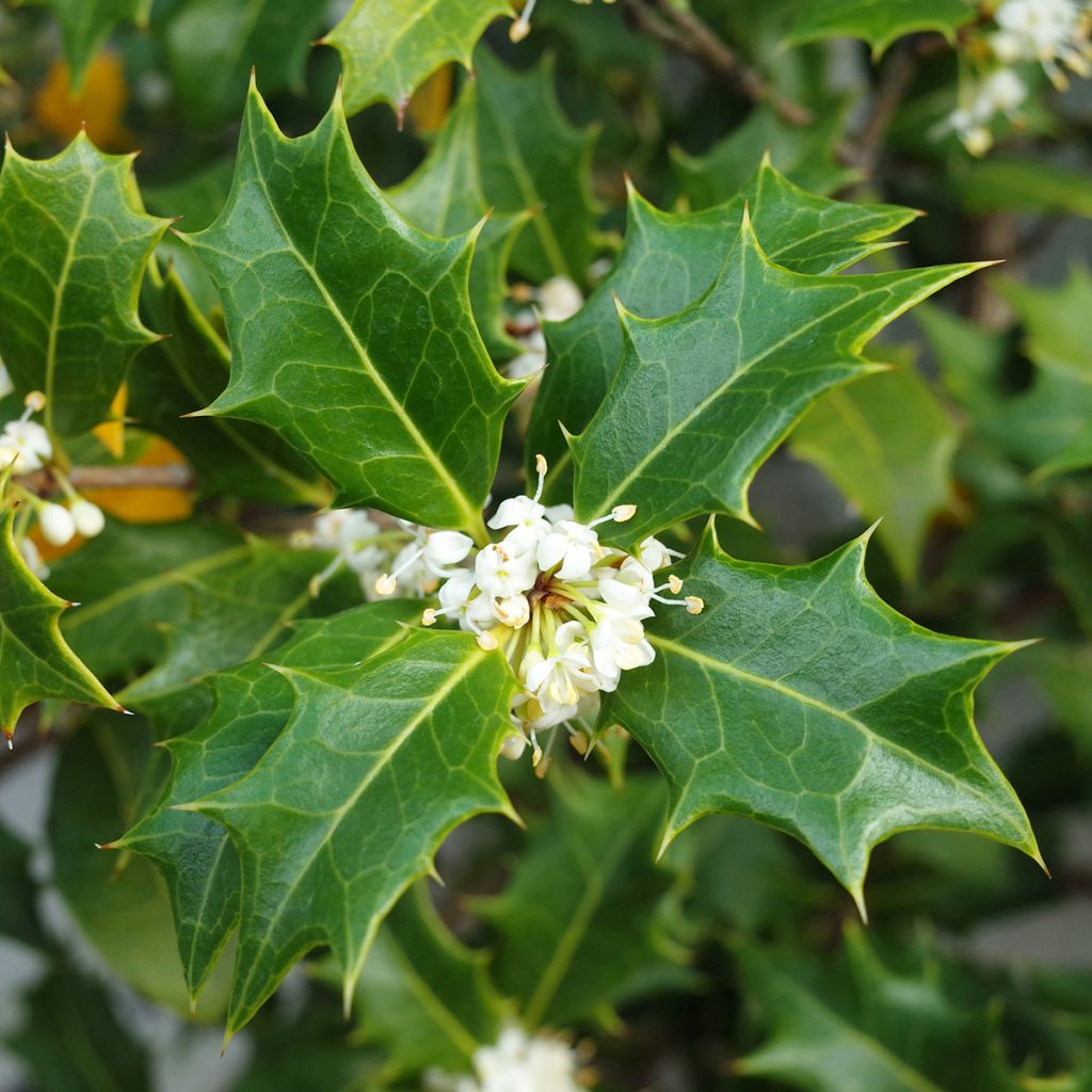 Stachelblättrige Duftblüte - Osmanthus heterophyllus