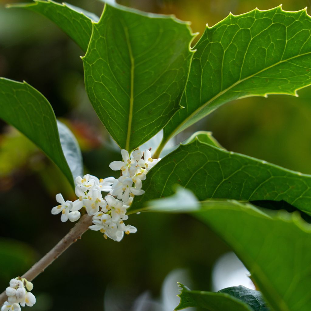 Stachelblättrige Duftblüte - Osmanthus heterophyllus