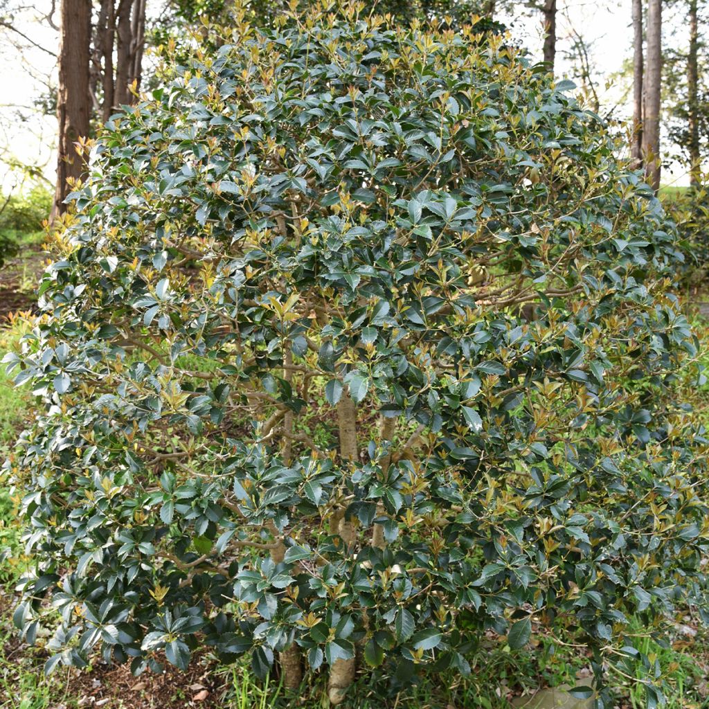 Stachelblättrige Duftblüte - Osmanthus heterophyllus