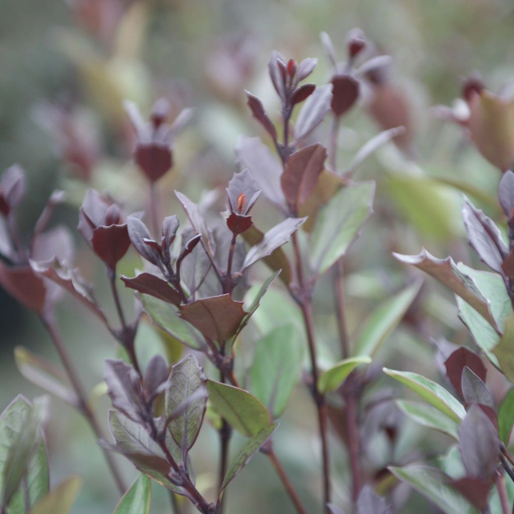 Stachelblättrige Duftblüte Purpureus - Osmanthus heterophyllus