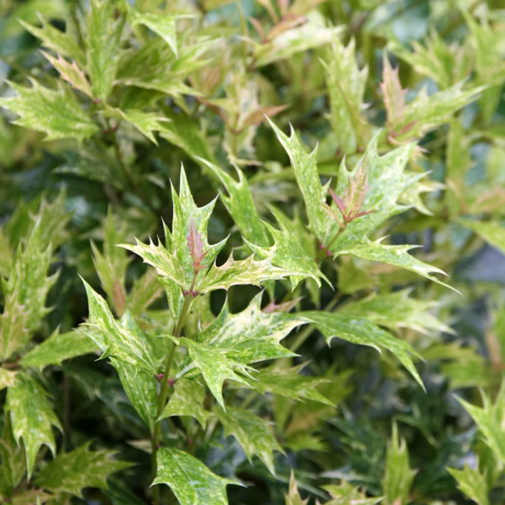 Stachelblättrige Duftblüte Tricolor - Osmanthus heterophyllus