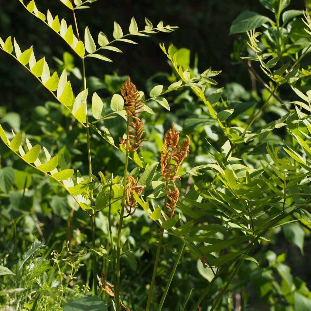 Osmunda japonica - Japanischer Königsfarn