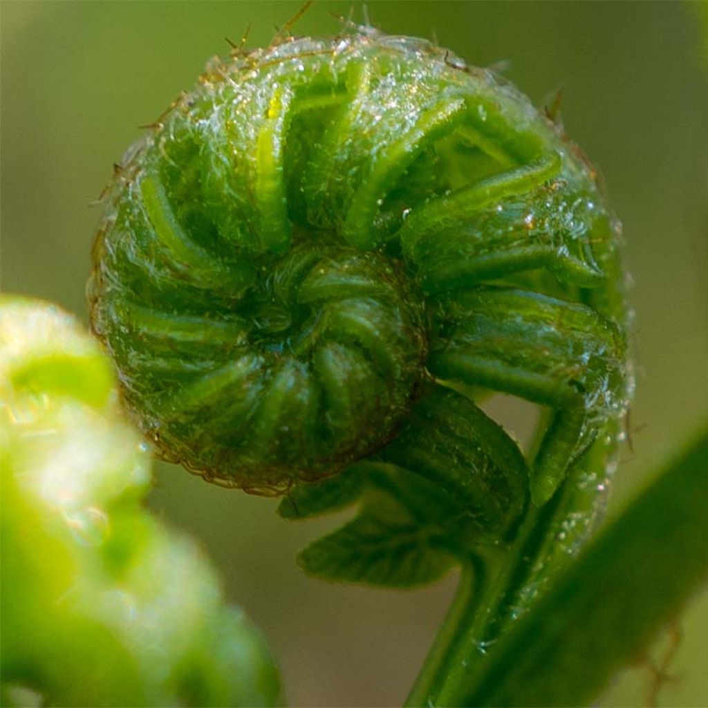 Osmunda japonica - Fougère - Osmonde du Japon 