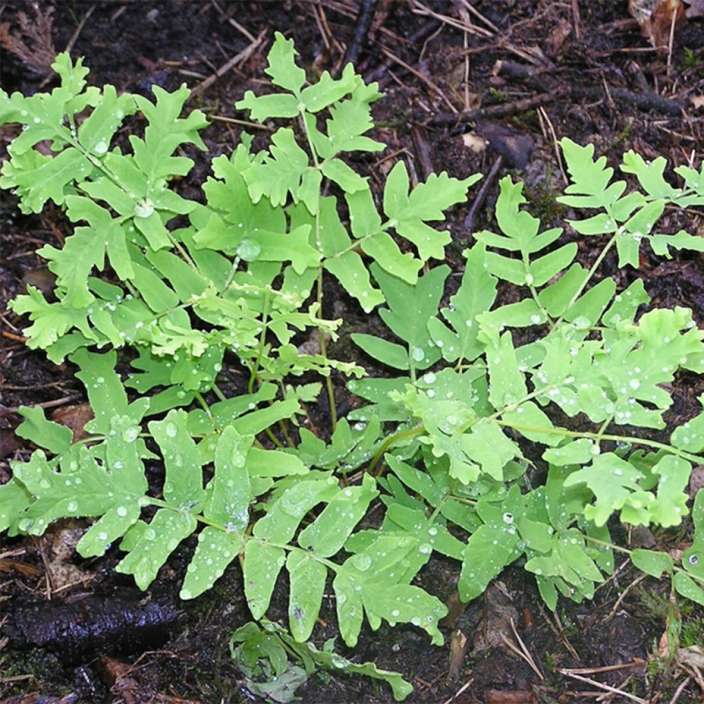 Osmunda regalis Cristata - Königsfarn