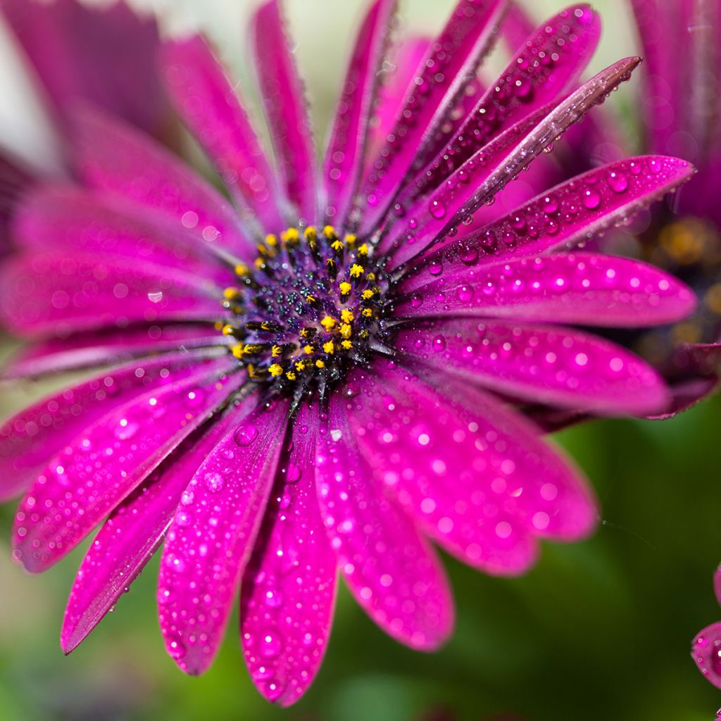 Kapmargerite Dalina Bright Purple - Osteospermum