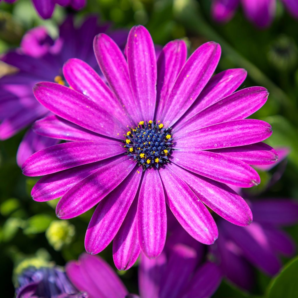 Kapmargerite Dalina Bright Purple - Osteospermum