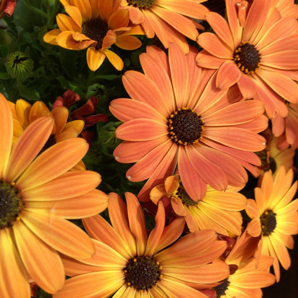 Kapmargerite Dalina Orange - Osteospermum